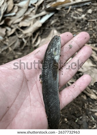 A small, dark snakehead fish.