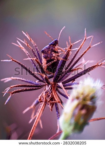 Small dark true bug from the order Hemiptera resting on the barbed, star-shaped seed head of a beggarticks (Bidens species) plant in its natural habitat.
