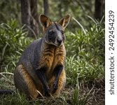 A small, dark-furred marsupial native to eastern Australia. Often called the "black wallaby," it prefers dense undergrowth and is known for its distinctive swampy odor. 