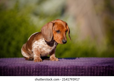 Small Daschund Puppy On Table Outdoors