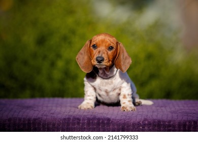 Small Daschund Puppy On Table Outdoors