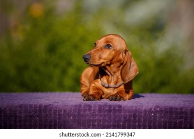 Small Daschund Puppy On Table Outdoors