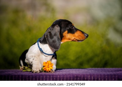 Small Daschund Puppy On Table Outdoors With Yellow Flower