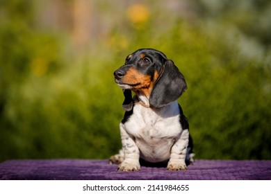 Small Daschund Puppy On Table Outdoors