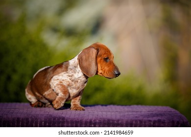 Small Daschund Puppy On Table Outdoors