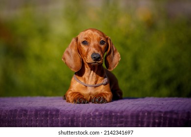 Small Daschund Puppy On Table Outdoors With Yellow Flower