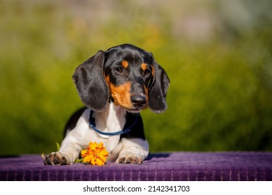 Small Daschund Puppy On Table Outdoors With Yellow Flower