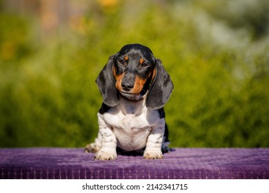 Small Daschund Puppy On Table Outdoors With Yellow Flower