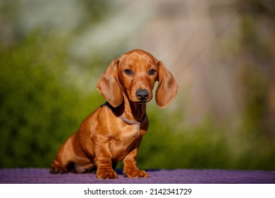 796 A curly dachshund Images, Stock Photos & Vectors | Shutterstock