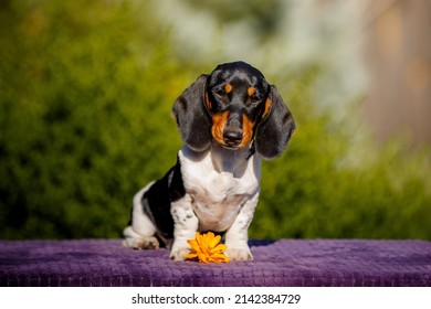 Small Daschund Puppy On Table Outdoors