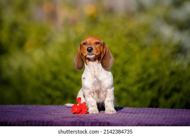 Small Daschund Puppy On Table Outdoors