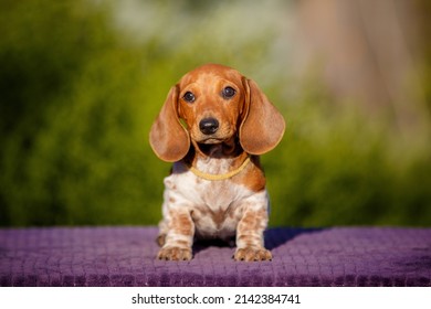 Small Daschund Puppy On Table Outdoors