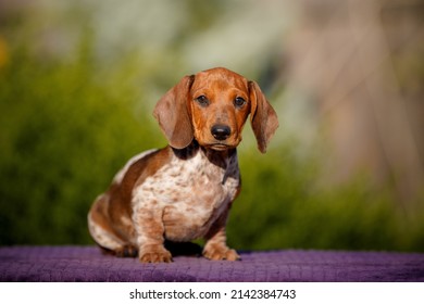 Small Daschund Puppy On Table Outdoors