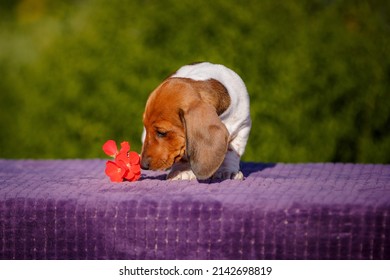 Small Daschund Puppy On Table Outdoors With Yellow Flower