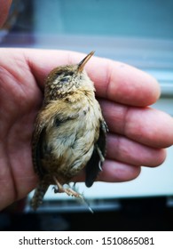 A Small Dead Bird Brought In From The Garden My A Cat