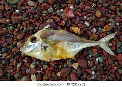 Small Dead Fish On Beach