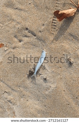 A small dead fish on the beach on the sand