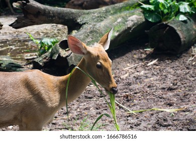 A small dear having grass