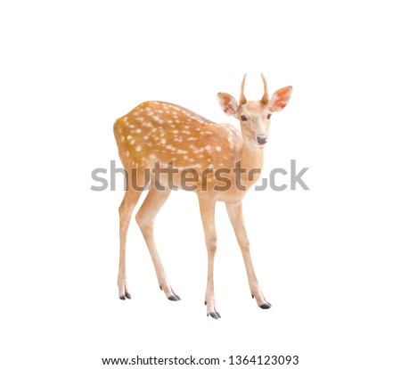 Small dear standing isolated on white background with clipping path