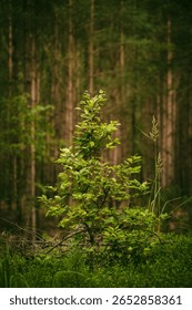 Small deciduous sapling standing gracefully against backdrop of towering pine forest, creating beautiful contrast between delicate young tree and mature evergreens.