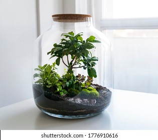 Small decoration plants in a glass bottle, garden terrarium bottle,  forest in a jar. Terrarium jar with piece of forest with self ecosystem. Save the earth concept. Bonsai, set of terrariums, jars
