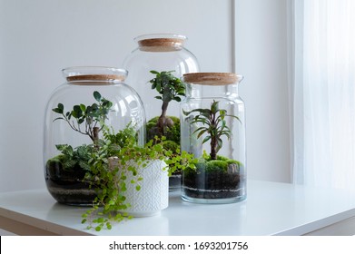Small decoration plants in a glass bottle/garden terrarium bottle/ forest in a jar. Terrarium jar with piece of forest with self ecosystem in modern interior. Terrarium Miniature Botanical Grow