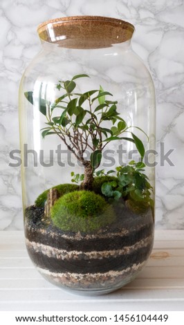 Small decoration plants in a glass bottle/garden terrarium bottle/ forest in a jar.
Terrarium jar with piece of forest with self ecosystem. Save the earth concept 
