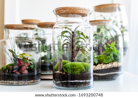 Small decoration plants in a glass bottle/garden terrarium bottle/ forest in a jar. Terrarium jar with piece of forest with self ecosystem in modern interior. Shallow depth of field, blurred