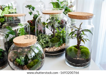 Small decoration plants in a glass bottle/garden terrarium bottle/ forest in a jar. Terrarium jar with piece of forest with self ecosystem in modern interior. Shallow depth of field, blurred
