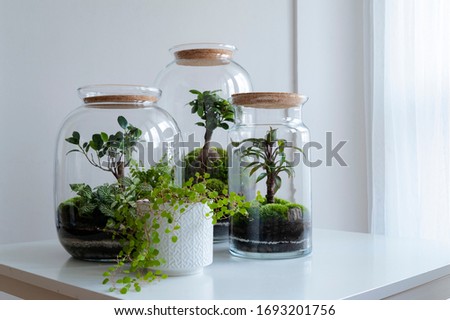 Small decoration plants in a glass bottle/garden terrarium bottle/ forest in a jar. Terrarium jar with piece of forest with self ecosystem in modern interior. Terrarium Miniature Botanical Grow