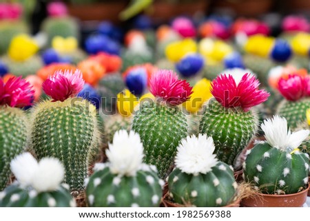 Small decorative cactuses closeup. Rows of cacti succulents with colorful blossom flowers in little pot growing in orangery or houseplants greenhouse. Green gardening business for house plants market