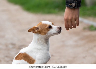 A Small Decorative Dog Breed Toy Fox Terrier And A Human Female Hand Shot Close Up On The Street In The Summer. Human-pet Interaction. Animal Protection And Rescue. High Quality Photo