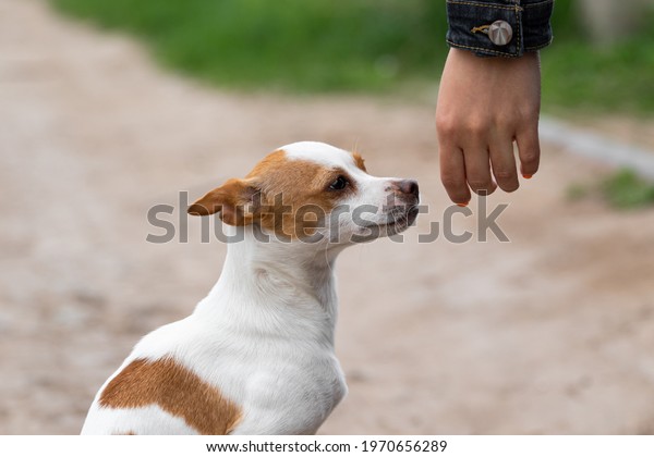A small\
decorative dog breed toy fox terrier and a human female hand shot\
close up on the street in the summer. Human-pet interaction. Animal\
protection and rescue. High quality\
photo