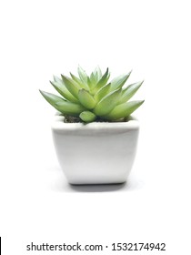 Small decorative plants on a white background