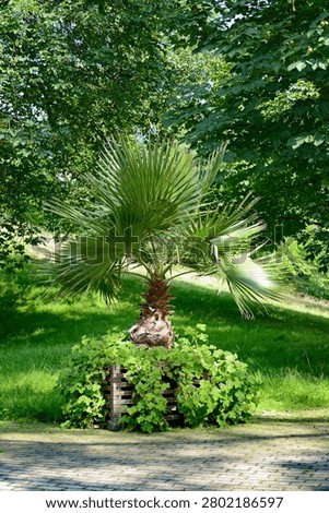 A small decorative windmill palm tree grows in a rustic wooden planter box. This beautiful exotic plant is placed on a paved alleyway within a lush summer public park setting.