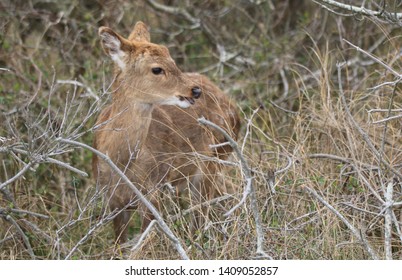 Small Deer in the Forest