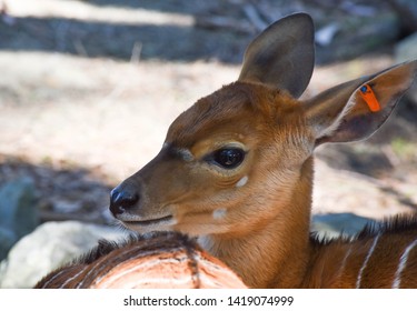 Small Deer Sitting In The Shade