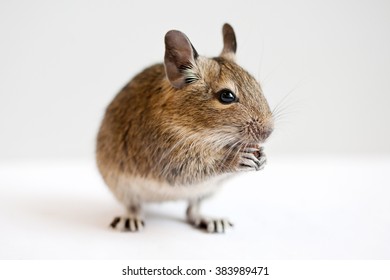 321 Baby degu Stock Photos, Images & Photography | Shutterstock