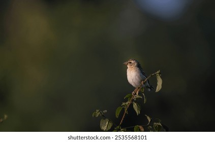 A small, delicate baya weaver perched on a branch. It has a soft, light colored body with a hint of pink on its chest. The yellow bird with contrasting nicely with the green foliage around it. - Powered by Shutterstock