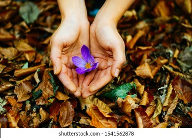 A small, delicate lilac crocus flower in female hands against the background of fallen autumn foliage. Protecting the surrounding nature and forests. We love nature. - Powered by Shutterstock