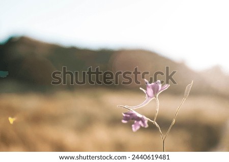 A small, delicate lilac crocus flower in female hands against the background of fallen autumn foliage. Protecting the surrounding nature and forests. We love nature. High quality photo
