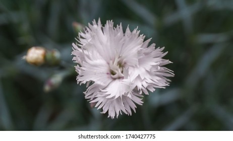 small delicate pink flower growing in the garden - Shutterstock ID 1740427775