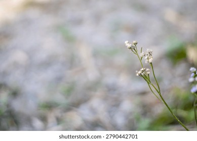 A small, delicate wildflower with multiple thin green stems and tiny white flowers stands out against a softly blurred background of earthy tones and subtle hints of green, suggesting a natural outdoo