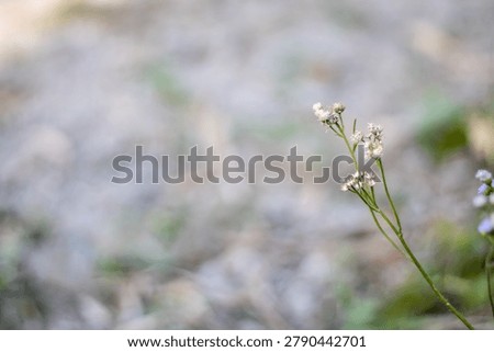 A small, delicate wildflower with multiple thin green stems and tiny white flowers stands out against a softly blurred background of earthy tones and subtle hints of green, suggesting a natural outdoo