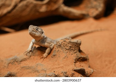 Small Desert Lizard Perching on Red Sand Rock with Bokeh Background