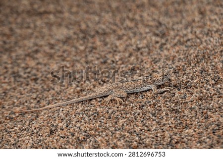 A small desert lizard resting on sandy ground with scattered pebbles, sunlight casting shadows, reptile adaptations for arid environments.