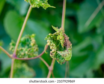 Small destructive galls on grape leaf caused by an aphid-like insect called phylloxera.