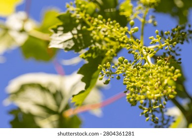 Small developing green grapes forming on a vine against a clear blue sky, showing growth and potential