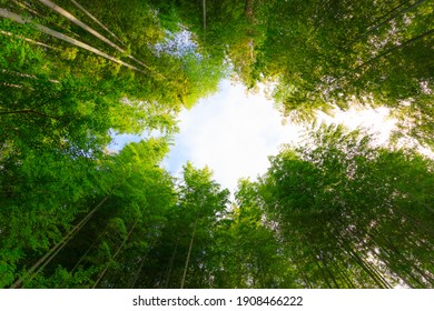 Small diameter of bamboo grove looking up from below