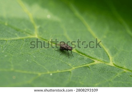 A small dipteran insect with red compound eyes sits on a textured plant leaf with prominent veins in natural daylight.
